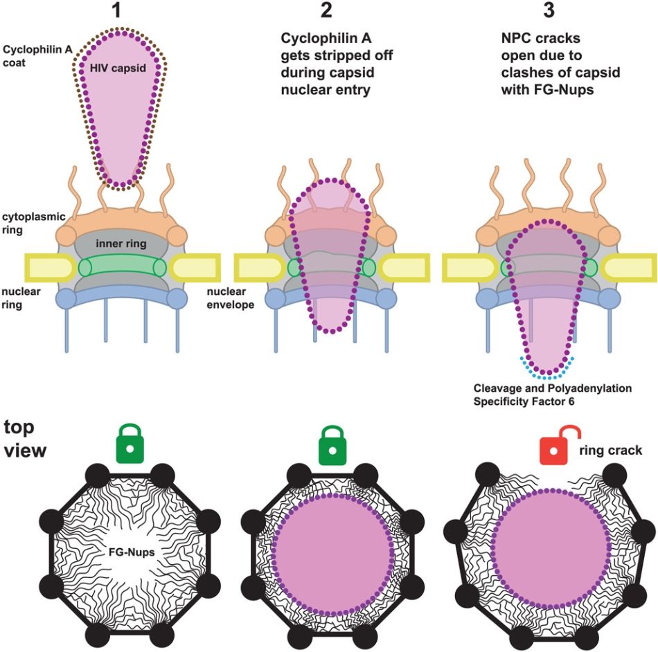 20250117-Cell-Summary